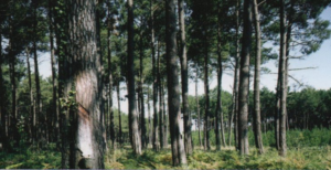 FORÊT DE PINS DES LANDES